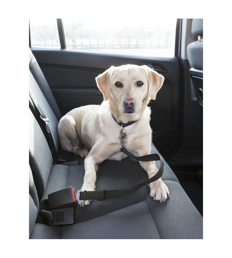 Attache ceinture chien voiture, harnais sécurité pour animal